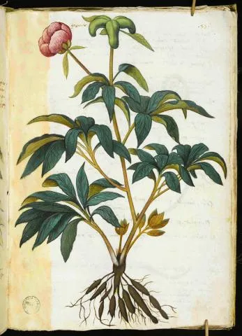 Giardini e virtù medicinali, salute e bellezza tra passato e presente